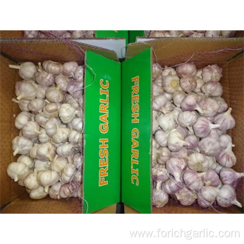 Hot Sale Fresh Garlic